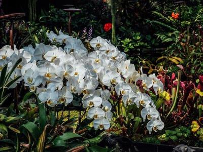 Flowers inside Gardens by the Bay