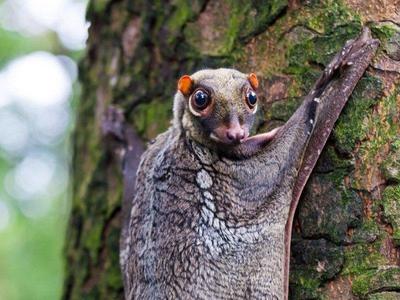 Flying lemur closeup shot in Langkawi forest