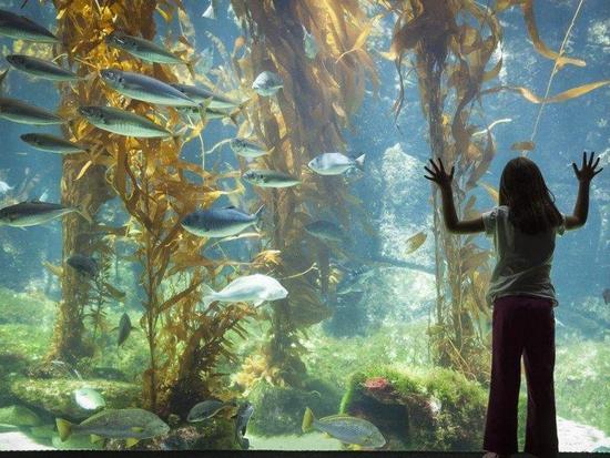 Girl looking at marine life in the SEA Aquarium