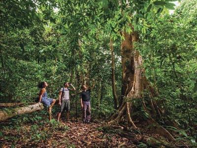 Guide explaining about the huge tree to tourists in Langkawi forest