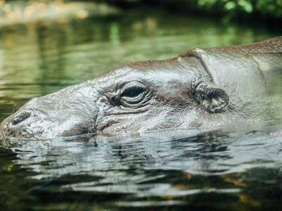 Hippopotamus in Singapore safari