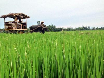 Hoi An Buffalo Cart & Farming Experience
