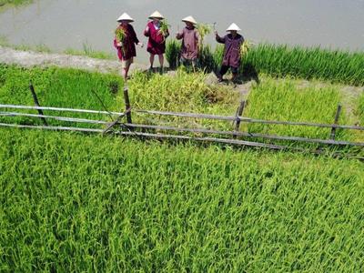 Hoi An Rice Farm Cultural Tour