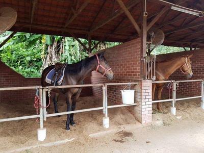 Horse locked in the stable at BUkit Tinggi
