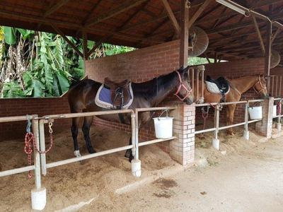 Horses for horse riding kept in stables at Bukit Tinggi