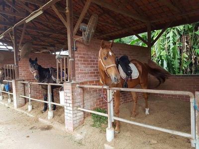 Horses kept in a stable for horse riding in Bukit Tinggi