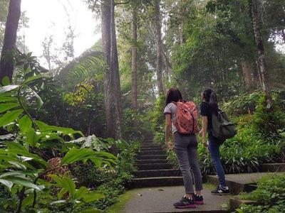 Inside the forest trails of Bukit TInggi