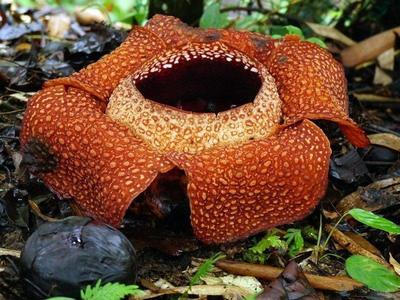 Jeram Besu Rafflesia spotting