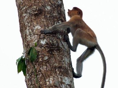 Kinabatangan - Danum Valley Budget Adventure probocis monkey