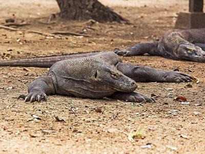 Komodo Dragons in Flores