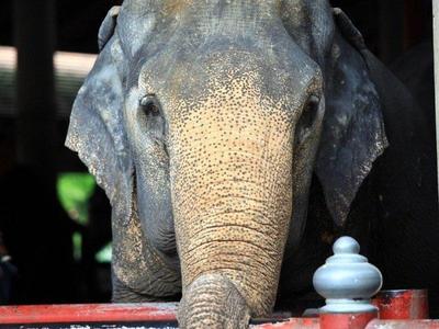 Kuala Gandah Elephant Sanctuary
