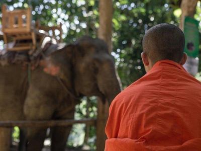 Laos elephant for riding