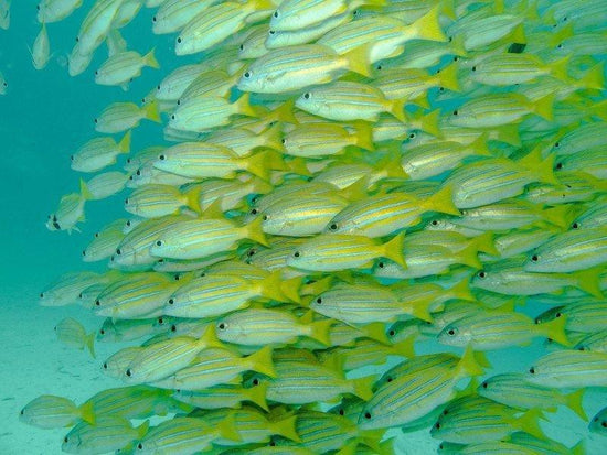 Large school of yellow snapers in Sipadan Island