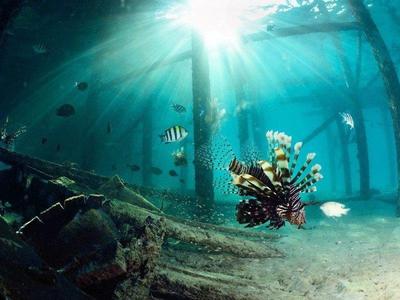 Lionfish and other fishes swimming around a wreckage site in Mabul Island