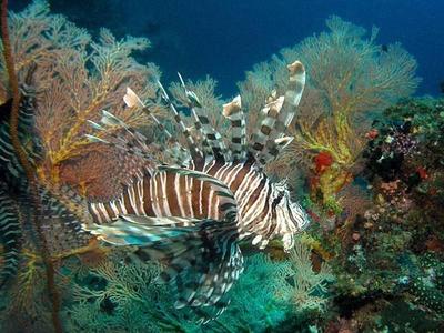 Lionfish living underwater at Pulau Tioman