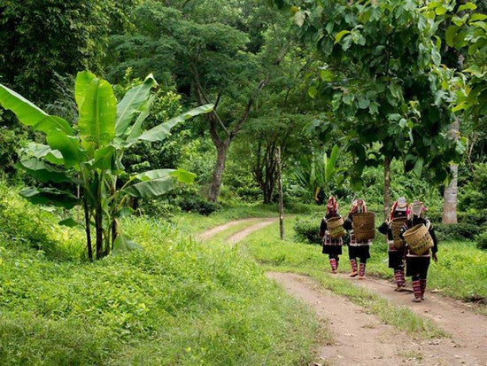 Lisu hill tribe walking to work in plantation fields