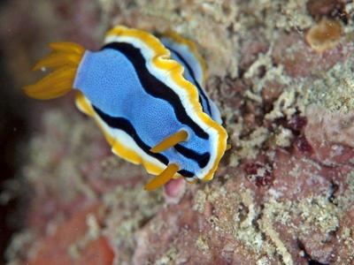 Mabul Island sea creature