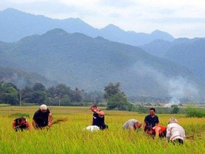 mai-chau-fields