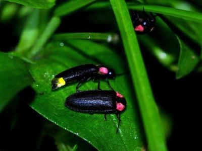 Male and female fireflies on a leave in Desaru