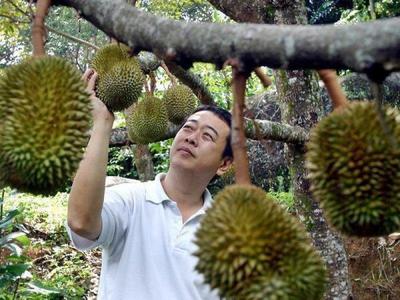 Man checking on a durian at the farm in Penang