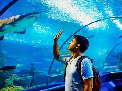 Man looking at a shark in SEA Aquarium