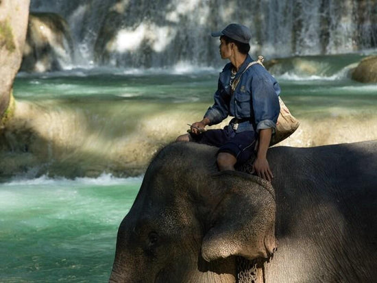 Man on top of an elephant in Luang Prabang