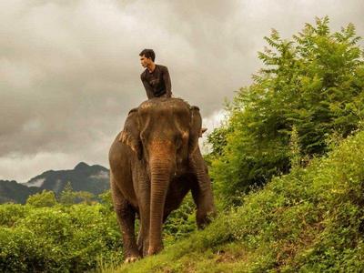 Man riding an elephant in Luang Prabang
