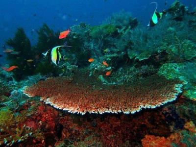 Marine life and corals in Perhentian