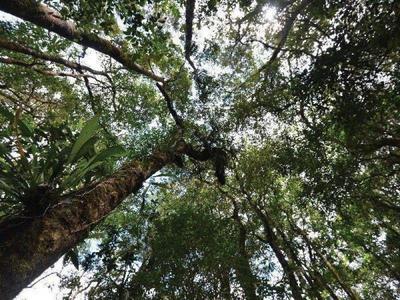 Menggari tree nature view in Kinabalu Park
