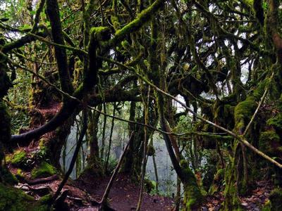 Mossy Forest at Cameron Highlands 2
