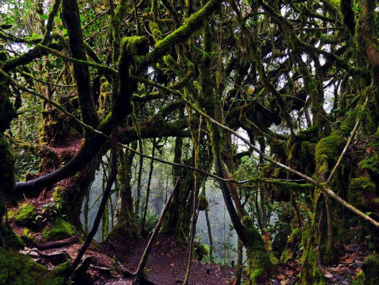 Mossy Forest at Cameron Highlands 2