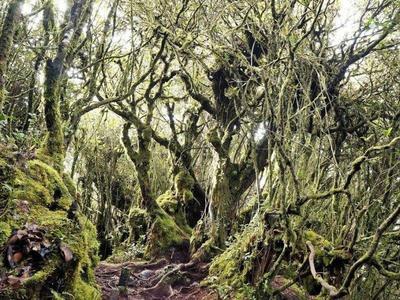 Mossy trees in Mossy Forest on Cameron Highlands