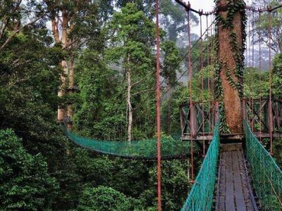 Nature canopy walkway in Danum Valley