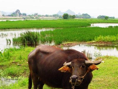 Ninh binh buffalo