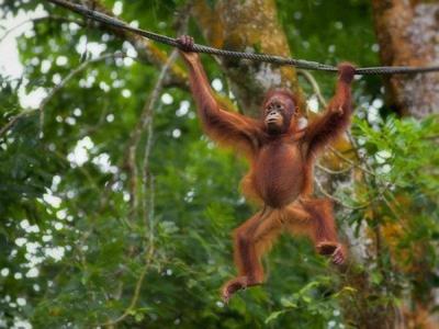Orang Utan on a rope in a park in Kuching