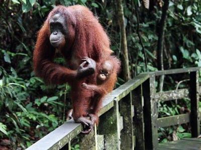 Orang Utan on Sepilok Centre walkway handle