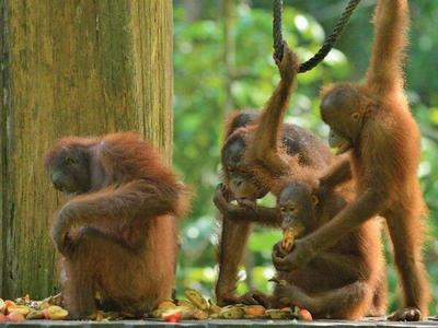 Orang Utans feeding ground