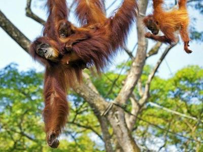 Orang Utans in Kubah National Park