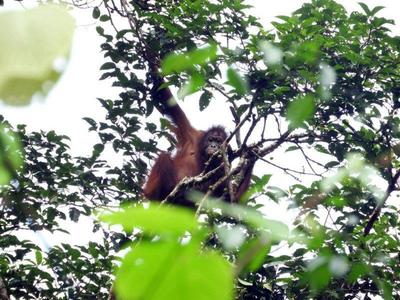 Orangutan Danum Valley Field Centre Exploration