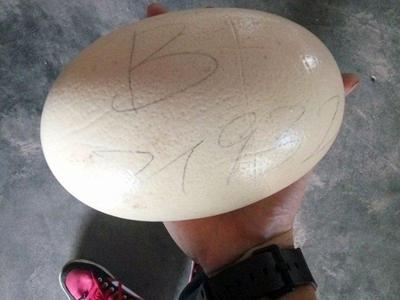 Ostrich egg from farm