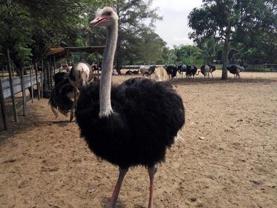 Ostrich Farm Desaru
