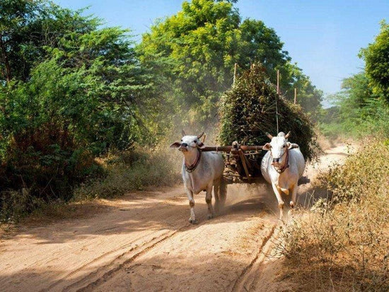 Ox pulling a cart behind them