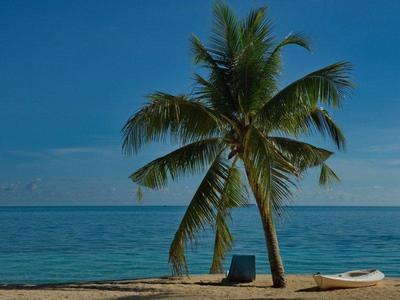 Palm tree at mabul island