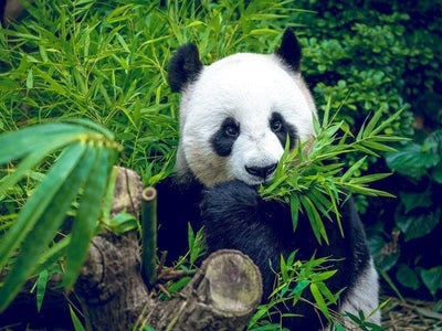 Panda in Singapore safari