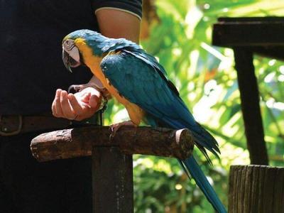 Parrot feeding at Lok Kawi Wildlife Park