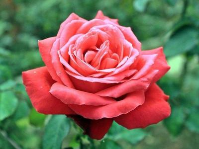Pink rose at the Rose Garden in Cameron Highlands