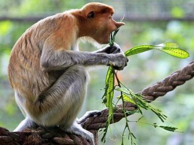 Proboscis eating on a rope in Kuching Wetlands National Park
