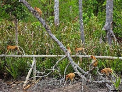 Proboscis monkeys roaming around the Kuching Wetlands National Park