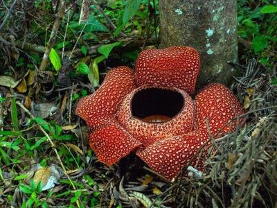 Rafflesia flower in Lata Jarum rainforest