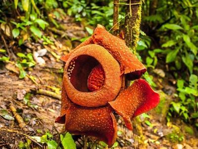 Rafflesia flower on the Cameron Highlands